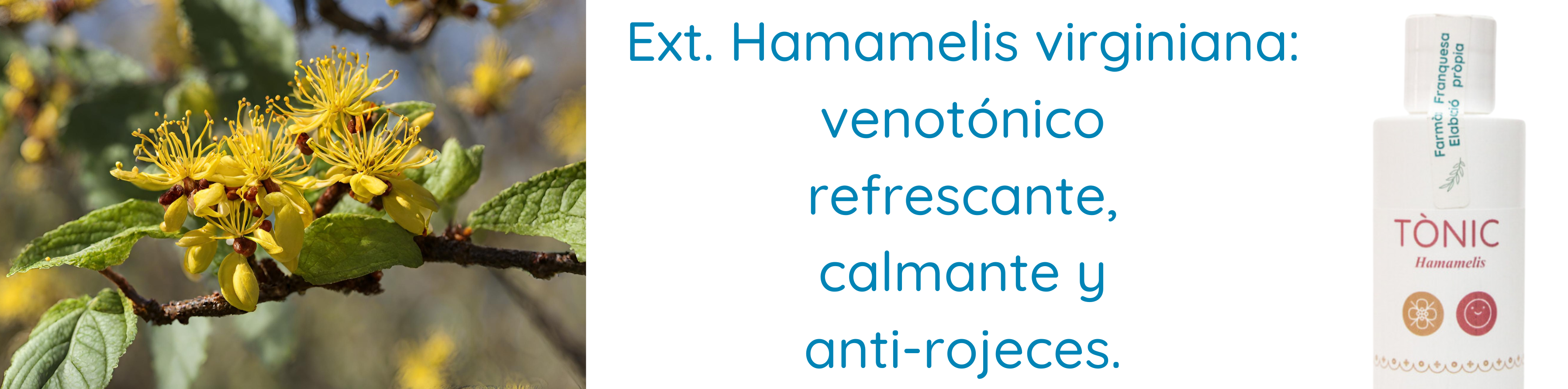 Extracto Hamamelis virginiana con propiedades refrescantes, calmante, anti-rojeces, venotónico.